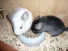 NOTFALL Chinchilla abzugeben