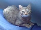 Suche Birma Katze