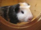 3 Meerie Böcke suchen Tierfreund