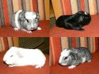 Cuys Riesen Meerschweinchen Crested und GH