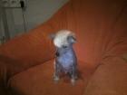 Chinessischer Schopfhund Welpe Naked