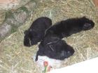 Meerschweinchen-Damen suchen neues zu Hause