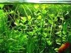 Großes Fettblatt Aquariumpflanzen Bündel Versand/ Abholung