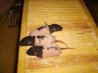 Ratten abzugeben black hooded broken