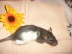 Ratten abzugeben