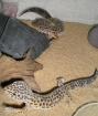 Adultes Leopardgecko Zucht- Pärchen in gute Hände abzugeben