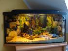 200l Eck Panorama Aquarium Komplett