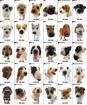 Suchen schon so lange ein kleinbleibenden hund -