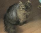 Wir suchen ein Katzenbaby Perser Maine Coon Mix Kater