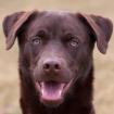 BRUNO - Husky-Mix-Weimaraner - 8 Monate - Tierhilfe-Franken e. V.