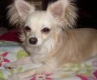 Chihuahua Rüde ist zum decken bereit