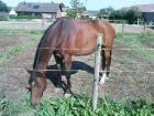 Brauner sucht Reitbeteiligung