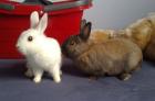 2 süße kleine Zwergkaninchen männlich abzugeben
