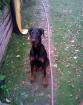 Junger Dobermann Rüde abzugeben
