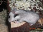 Niedliche Teddyhamsterbabys aus liebevoller Hobbyzucht