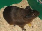Kastrierter Meerschweinebock Alfons in liebevolle Hände zu verschenken