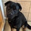 BALU - Rottweiler-Mix - 2 Jahre - Tierhilfe-Franken e. V.