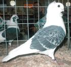 Suche Altdeusche Mövchen weibchen