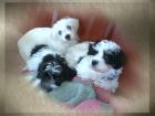 3 wunderschöne Biewer-Babys zu verkaufen VB 650Euro