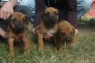 Rhodesian Ridgeback Welpen ab 01. 05. 2022 abzugeben
