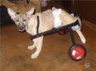 Wir suchen DRINGEND Hundeboxen/Flugboxen