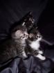 Maincoone Mix babys abzugeben