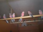 Bourkesittiche Schönsittiche Nymphen