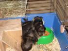 2 Meerschweinchen- 1 Peruaner 1 Rosetten