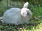 Zwergkaninchen - Widder Mädchen 6 Wochen sucht neuen Heim