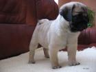 MOPS welpen mit FCI Stammbaum