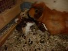 Meerschweinchenbabys zu verkaufen