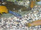 Pseudotropheus demasoni