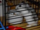 Dschungarischer Hamster WEIBCHEN zu VERSCHENKEN