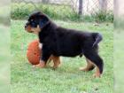 Kräftige gesunde und reinrassige Rottweilerwelpen Rottweiler Welpen
