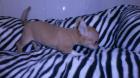 3 Monate Junger chihuahua Junge kostenlos