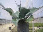 Agave ovatifolia Winterhart