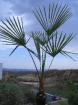 Trachycarpus wagnerianus bis -18 C