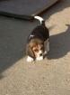Zwei süße kleine Beagle Dämchen suchen ein neues Zuhause