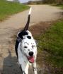 Balu süßer Dalmatiner-Husky Mischling