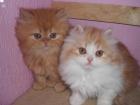 Perserbabys