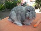 1 Bock zwergwidder sucht.