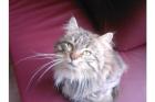 Main Coon Kater abzugeben