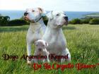 Dogo Argentino Zwinger De La Orgullo Blanco