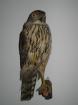 Bussard Mäusebussard Präparat Tierpräparat