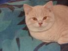 BKH Kitten creme Raum Bochum