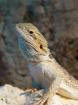 2 Bartagamenlady s suchen ein liebevolles zu Hause