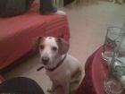 Topolino lieber etwas ausgeflippter Jack Russel Terrier Langbein Mischling