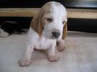 Basset Hound mit Papieren