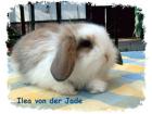 Satin- und Zwergwidder