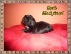Shih Tzu Welpn in wunderschönen Farben
